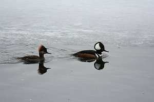 Duck, Hooded Merganser, 2014-03289927 Flint Pond, MA